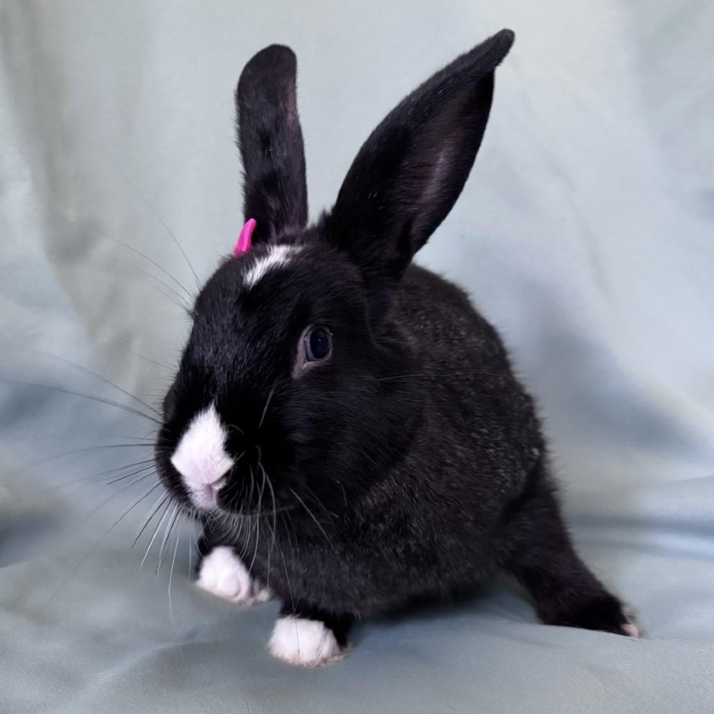 Enlarge Serenity, a Adopted Dutch in Columbia, MD image 3/3