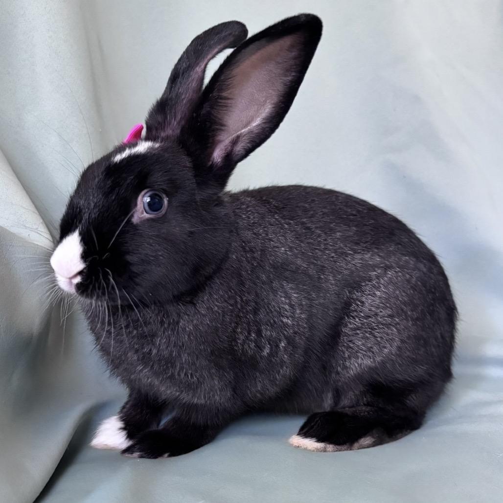 Serenity, Adopted, Young Female Dutch.