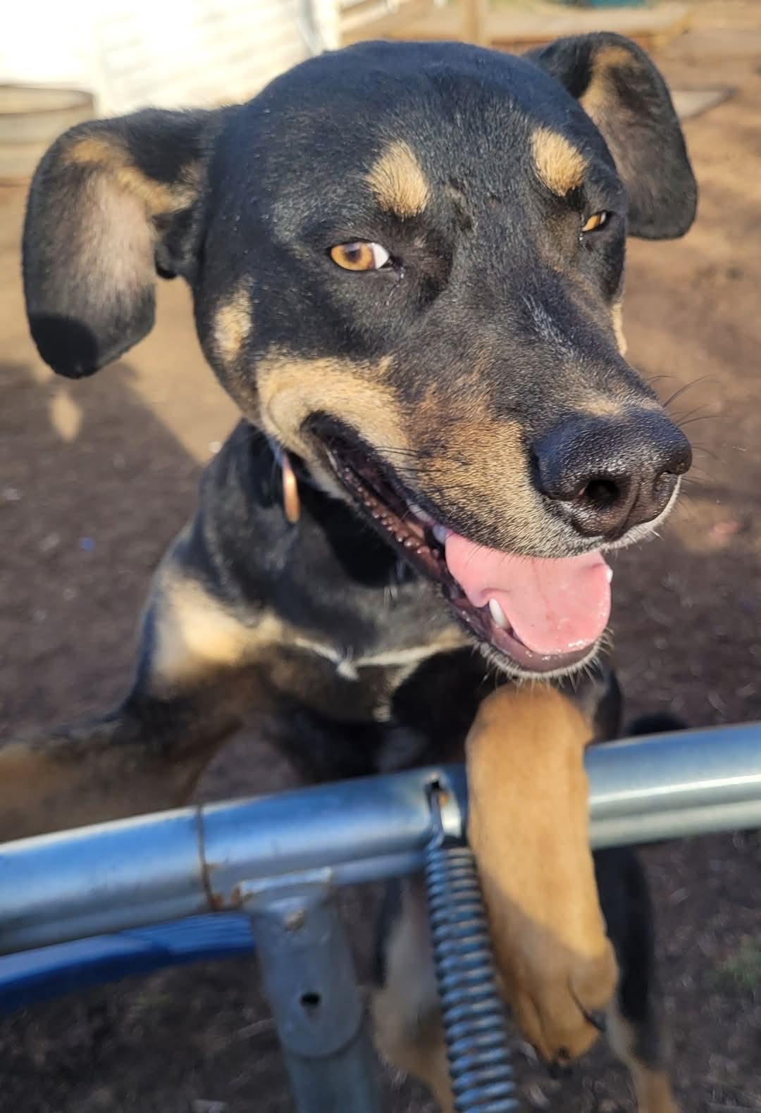 Tuck, a Adoptable mixed breed in Newcastle, OK image 3/5