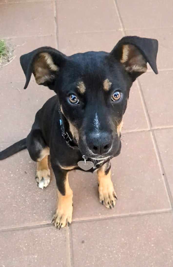 Tuck, a Adoptable mixed breed in Newcastle, OK image 5/5