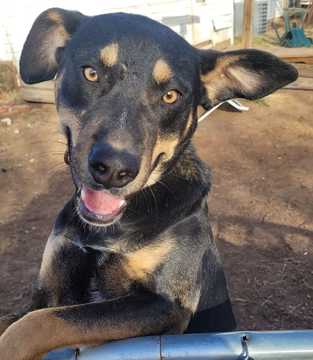 Tuck, a Adoptable mixed breed in Newcastle, OK image 1/5