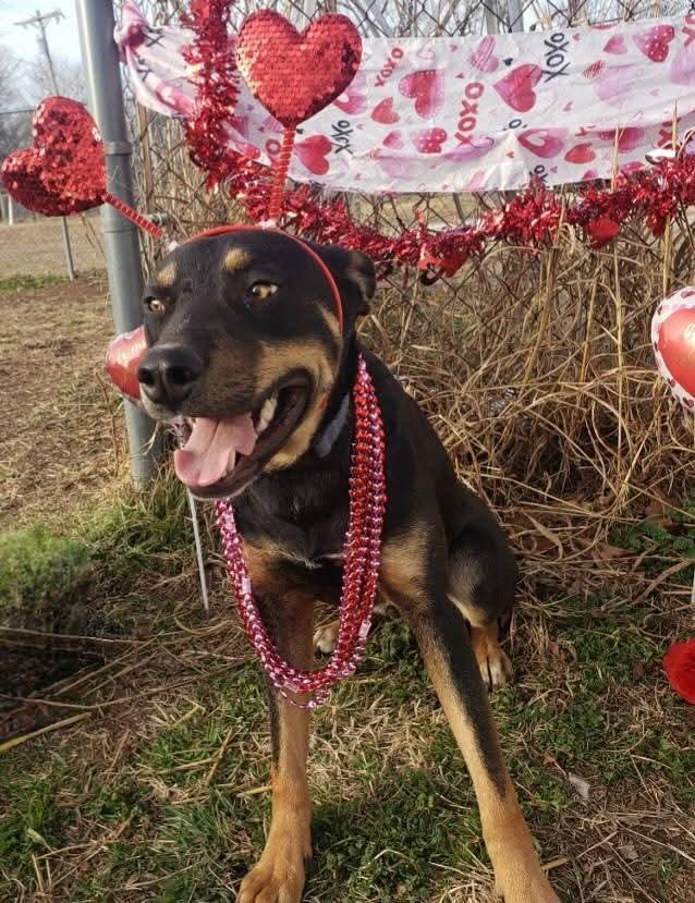 Tuck, a Adoptable mixed breed in Newcastle, OK image 2/5
