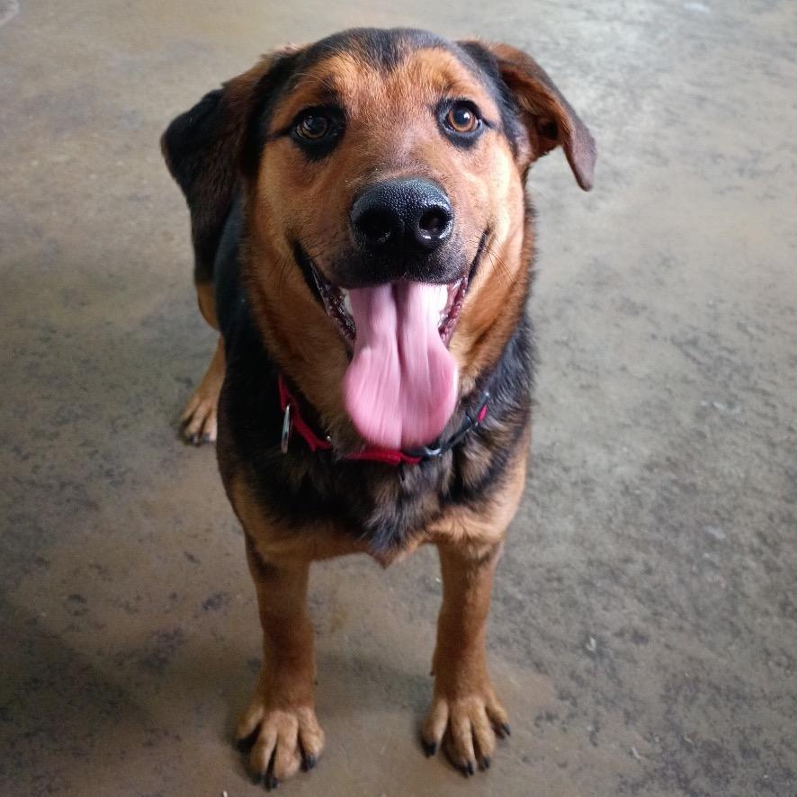 Enlarge Lucky, a Adoptable mixed breed in Tulsa, OK image 5/6