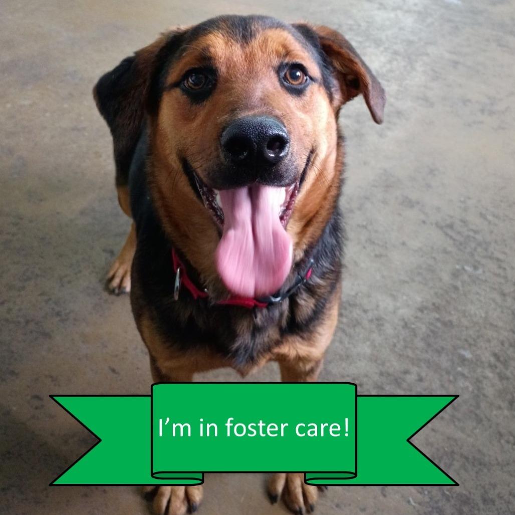 Lucky, Adoptable, Young Male Rottweiler.