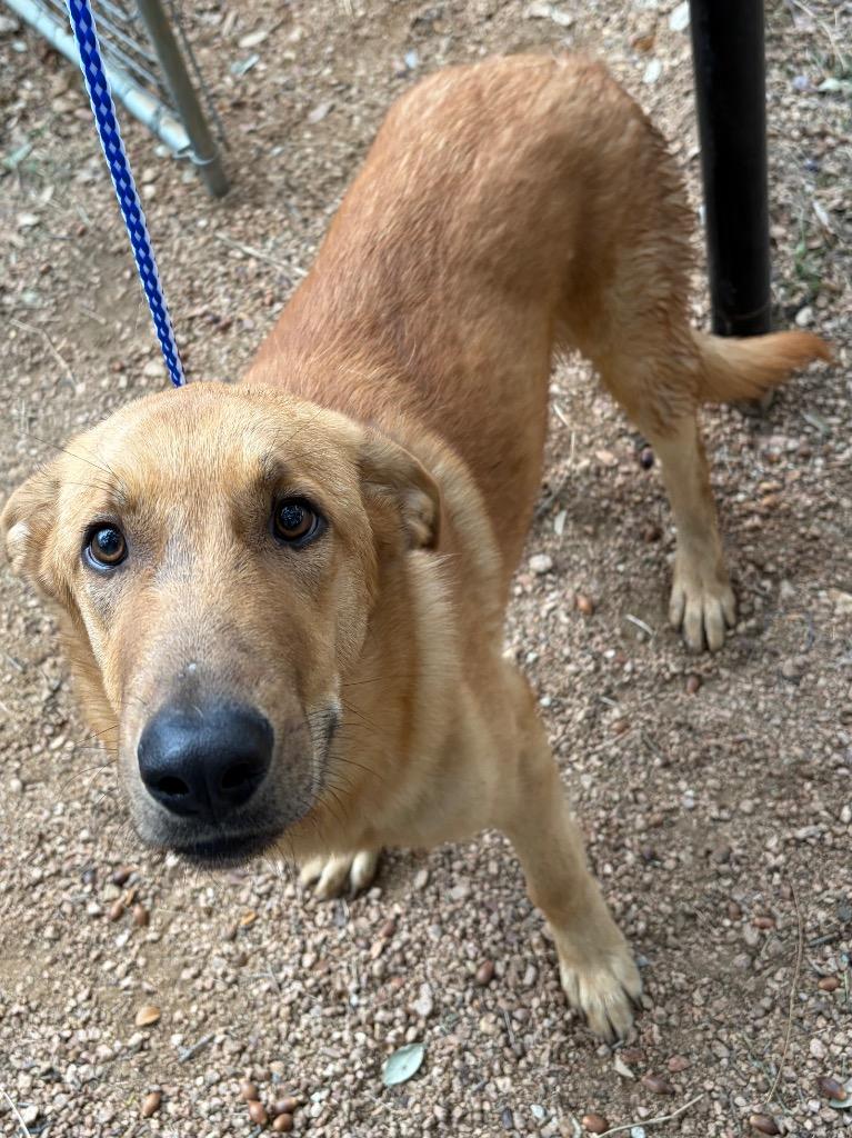 Enlarge Zachary, a Adoptable mixed breed in Lockhart, TX image 1/1