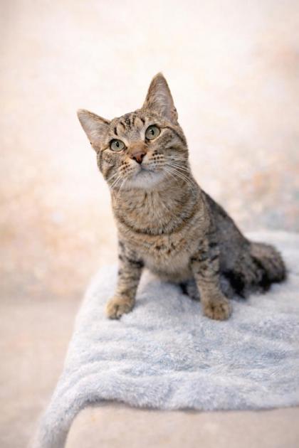 Enlarge Zippy, a ADOPTABLE mixed breed in Tinley Park, IL image 1/2