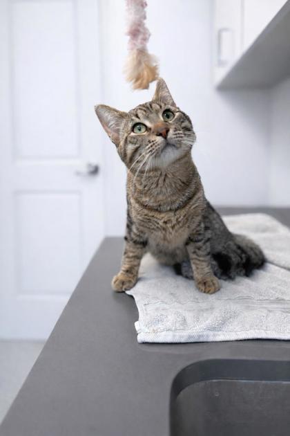 Enlarge Zippy, a ADOPTABLE mixed breed in Tinley Park, IL image 2/2