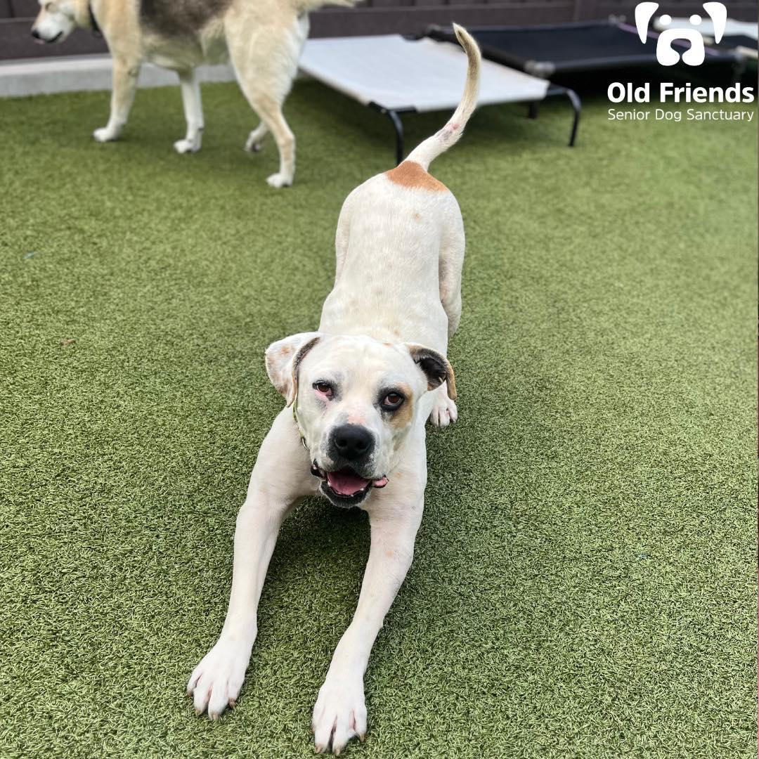 Boone, ADOPTABLE, Senior Male Pit Bull Terrier.