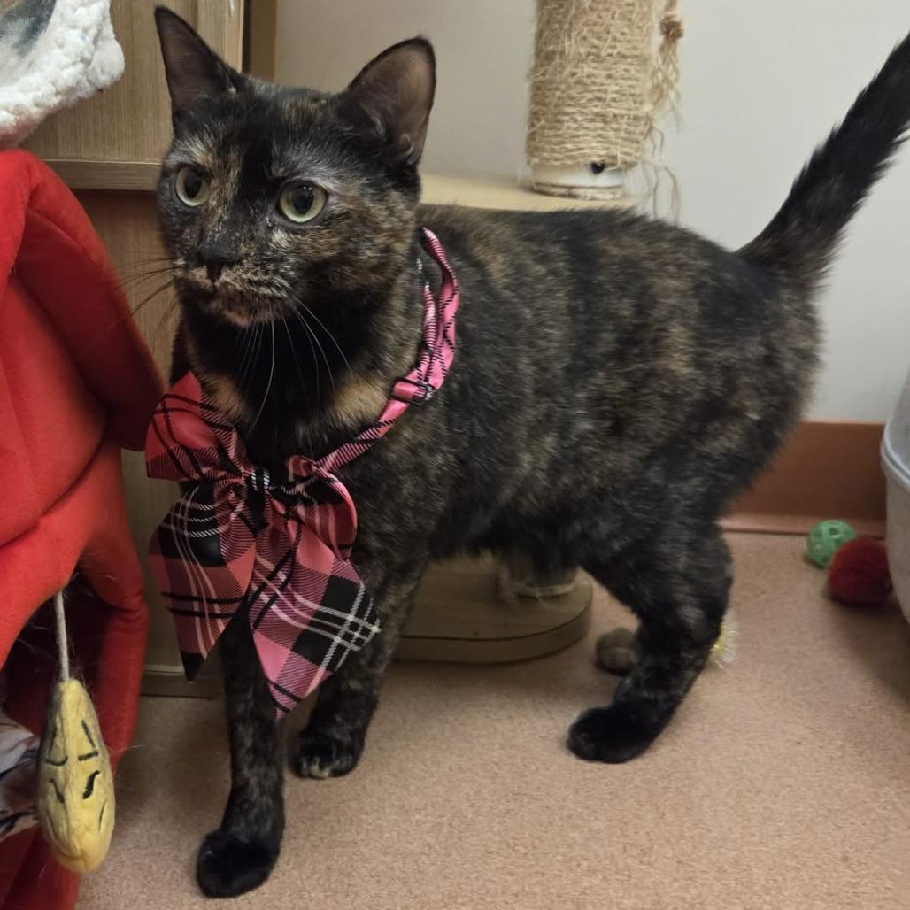 Enlarge Tamale, a Adoptable Domestic Short Hair in Ballston Spa, NY image 2/6