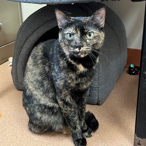 Enlarge Tamale, a Adoptable Domestic Short Hair in Ballston Spa, NY image 3/6