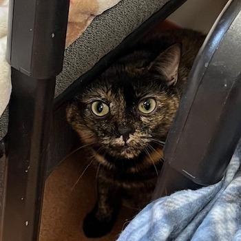 Enlarge Tamale, a Adoptable Domestic Short Hair in Ballston Spa, NY image 4/6