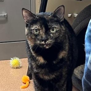 Enlarge Tamale, a Adoptable Domestic Short Hair in Ballston Spa, NY image 5/6