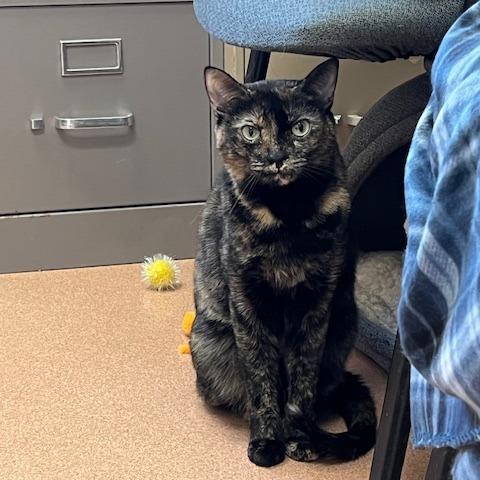 Enlarge Tamale, a Adoptable Domestic Short Hair in Ballston Spa, NY image 6/6