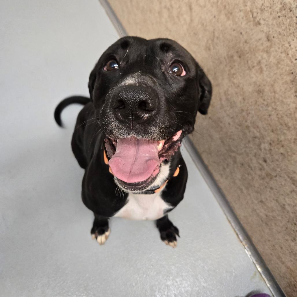 Enlarge Zenobia, a Adoptable mixed breed in Pennsville, NJ image 2/2