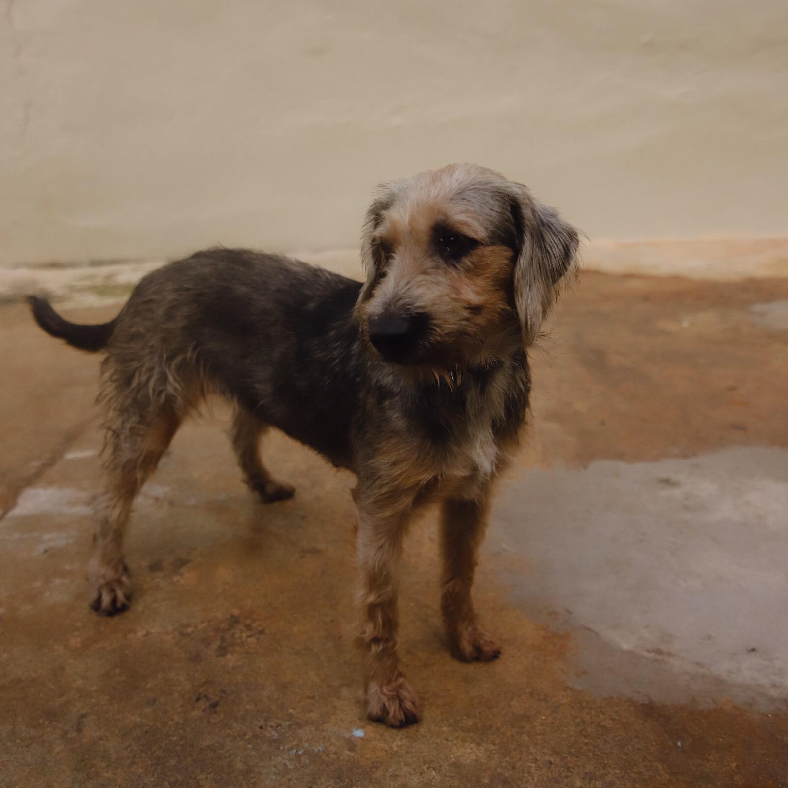 Penny, Adoptable, Adult Female Wheaten Terrier.