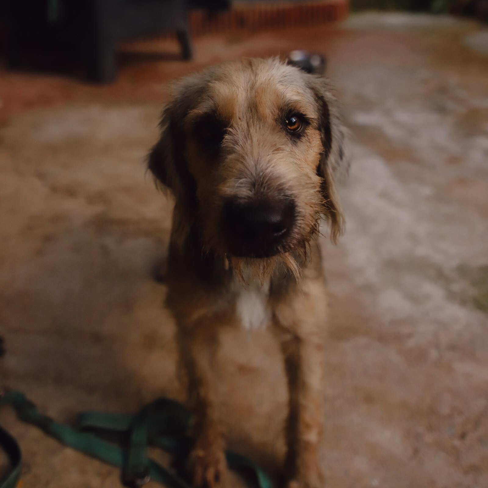 Enlarge Penny, a Adoptable mixed breed in San Juan, PR image 4/6