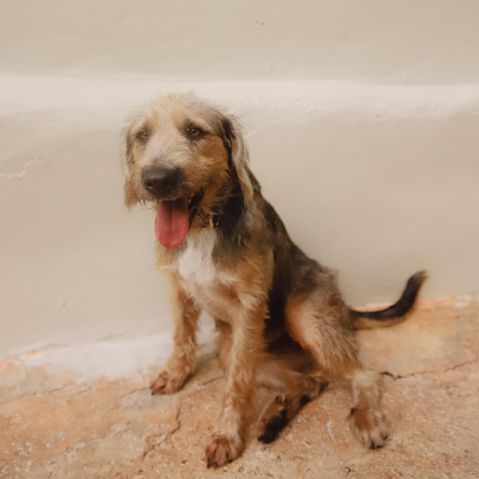 Enlarge Penny, a Adoptable mixed breed in San Juan, PR image 2/6