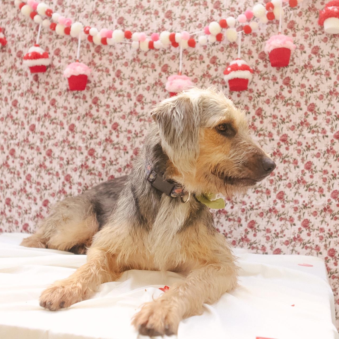 Penny, Adoptable, Adult Female Wheaten Terrier.