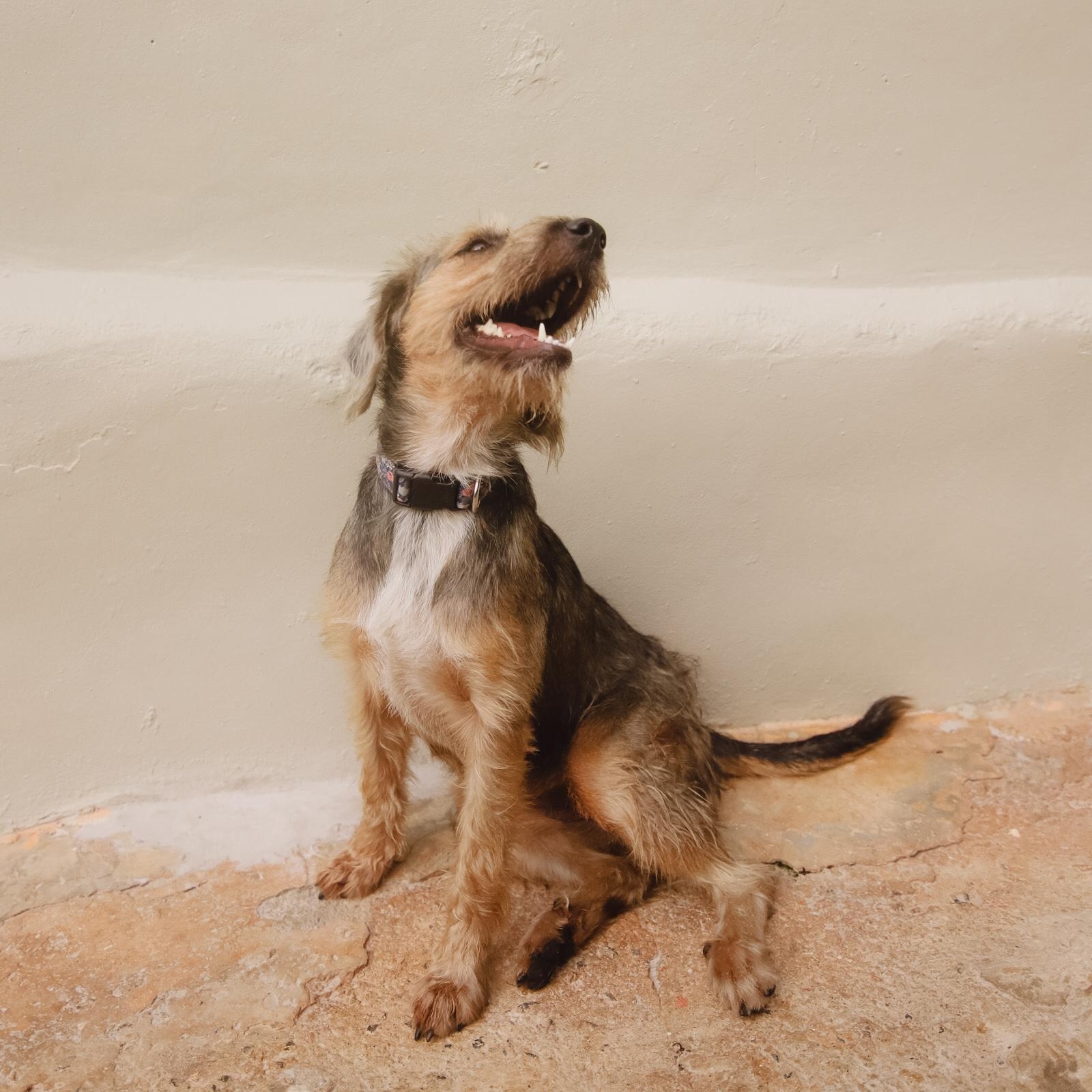 Enlarge Penny, a Adoptable mixed breed in San Juan, PR image 5/6