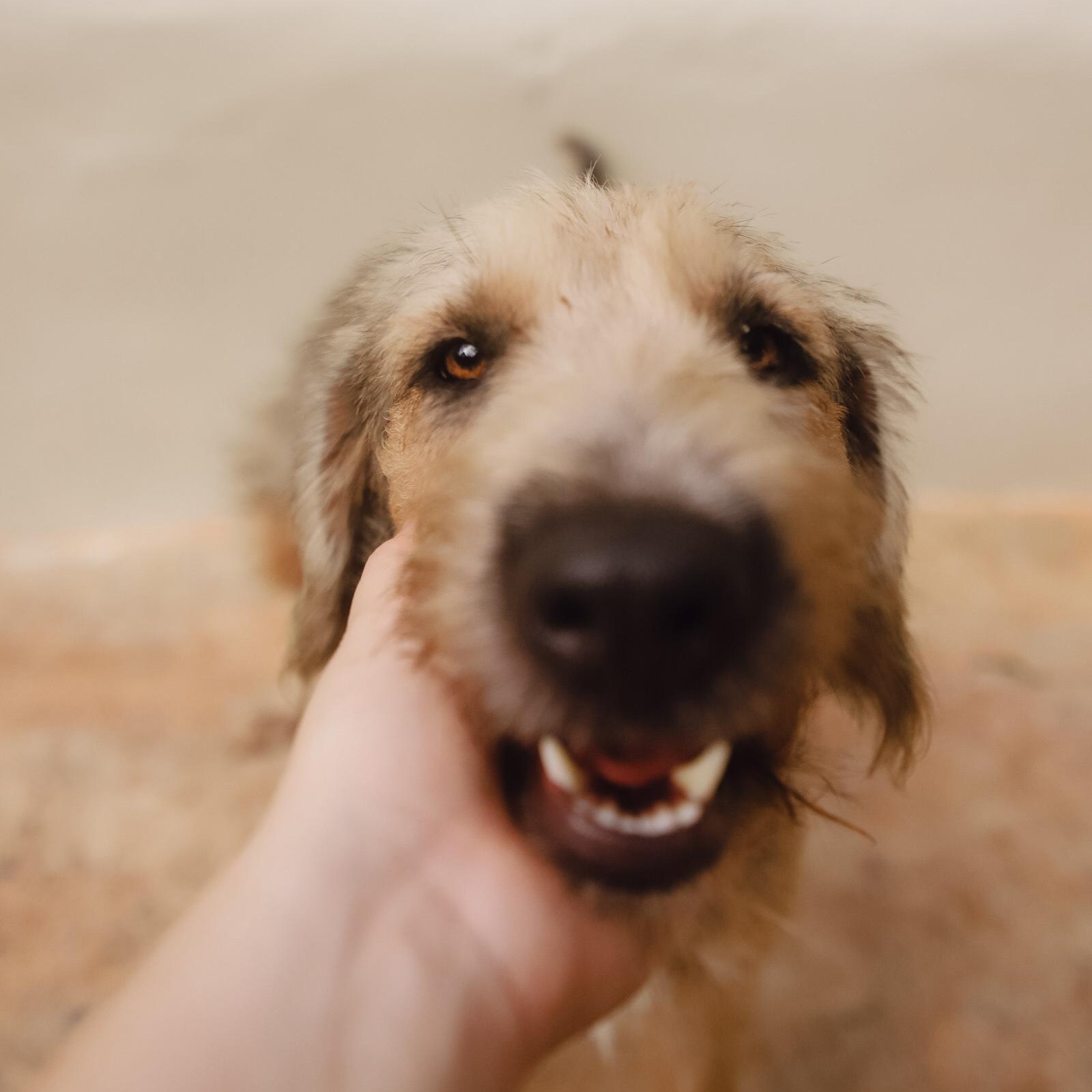 Enlarge Penny, a Adoptable mixed breed in San Juan, PR image 3/6