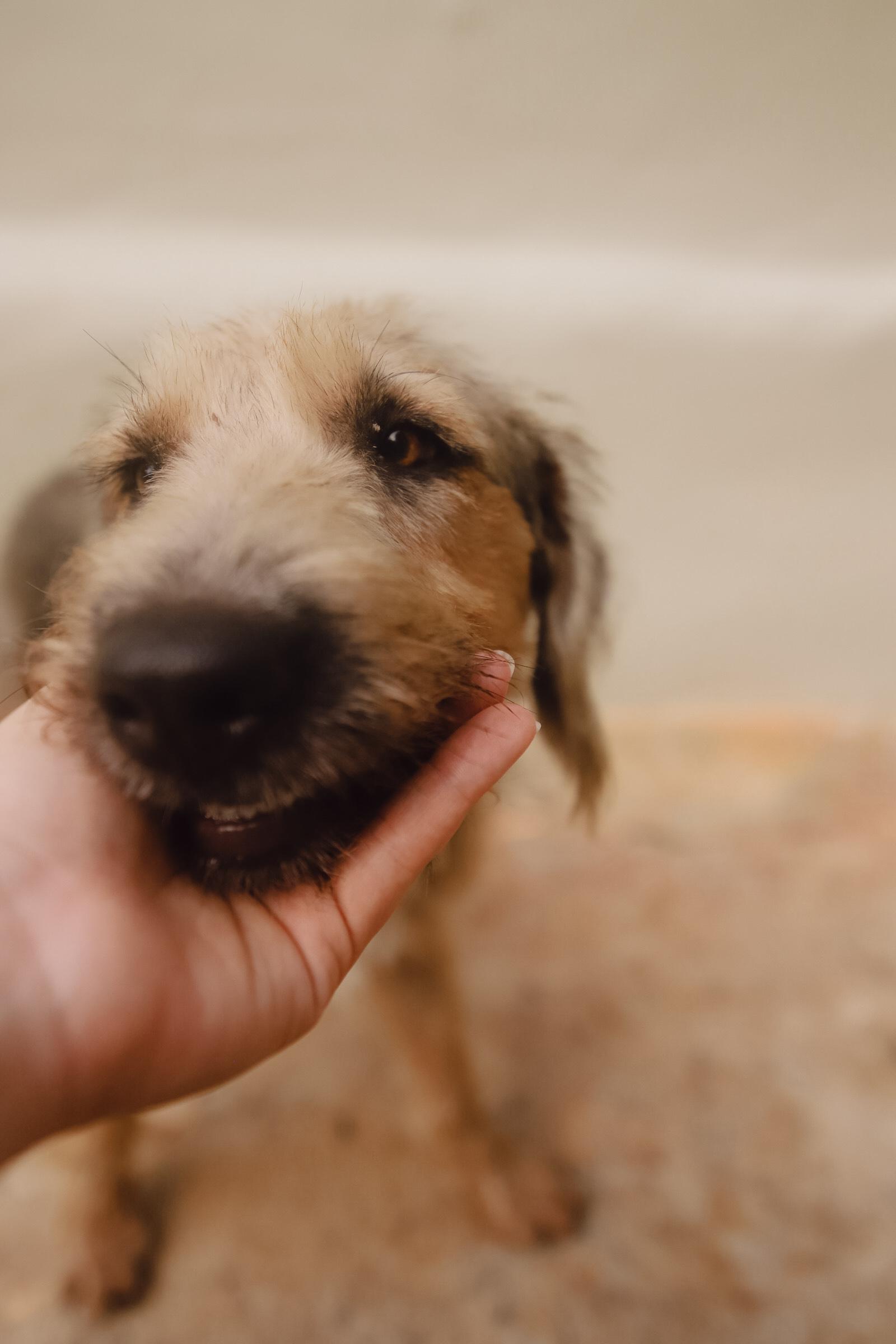Enlarge Penny, a Adoptable mixed breed in San Juan, PR image 6/6