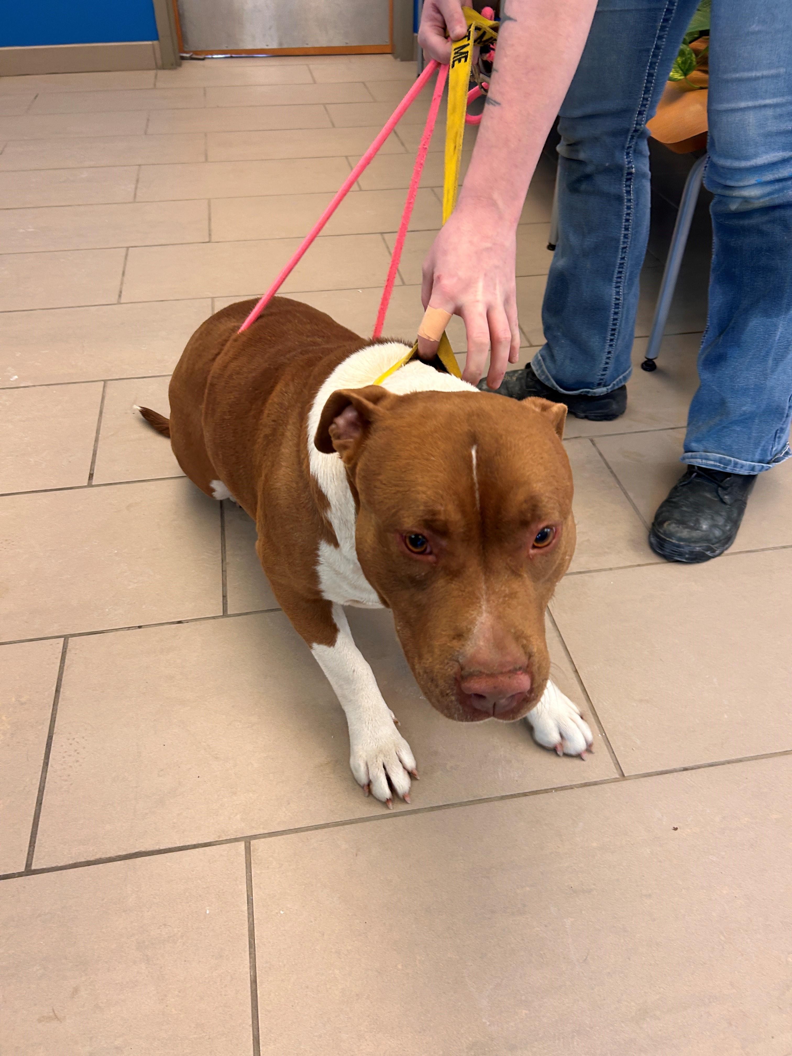 26-0042 "Bonnie", Adoptable, Adult Female Pit Bull Terrier.
