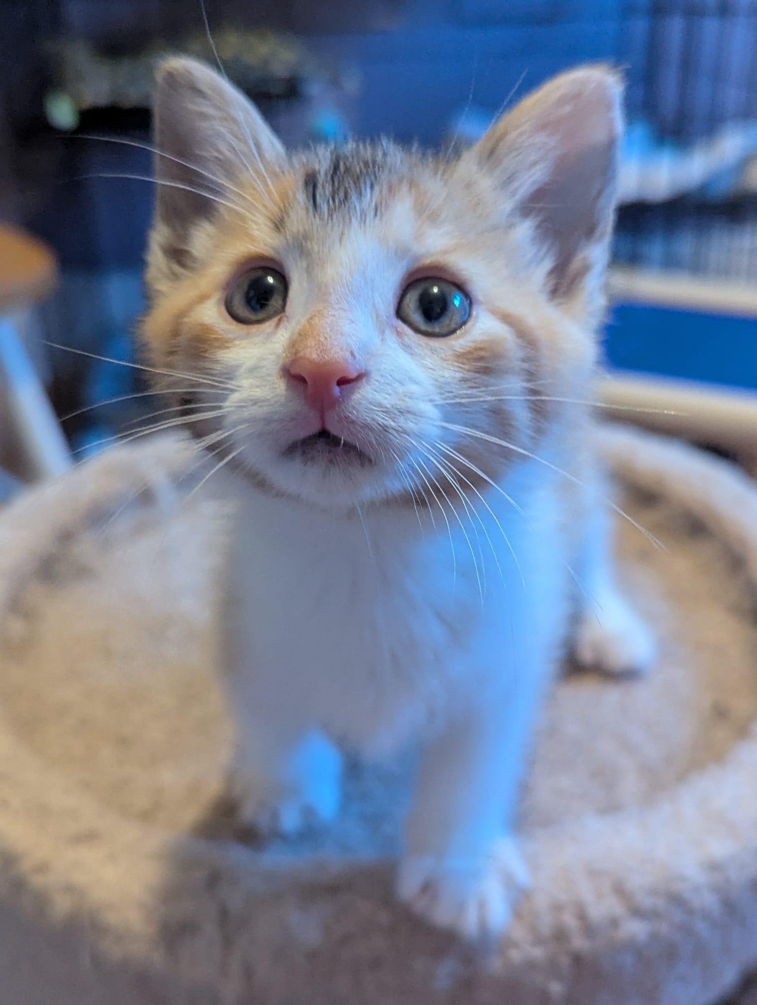 Daisy, Baby Female unknown