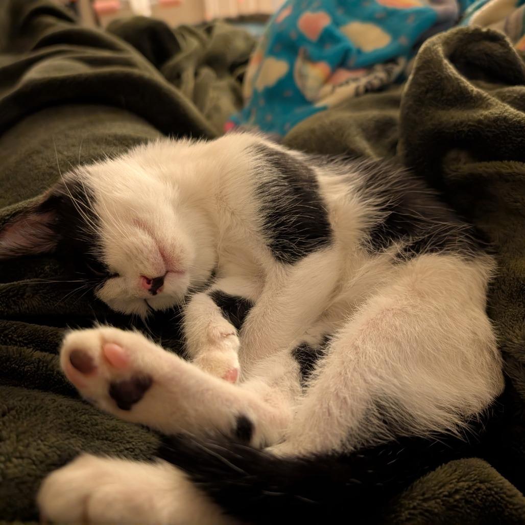 Enlarge Moxie, a Adoptable Domestic Short Hair in Fort Worth, TX image 2/5