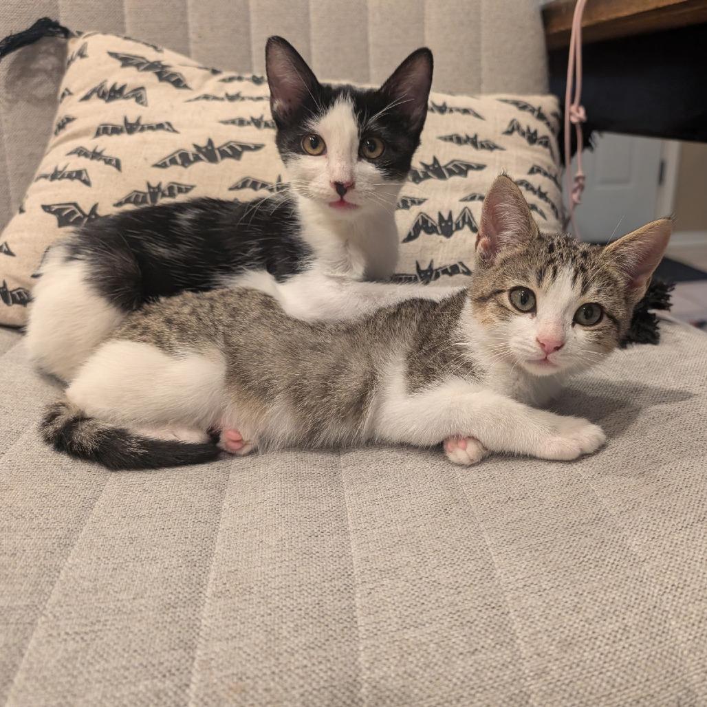 Enlarge Moxie, a Adoptable Domestic Short Hair in Fort Worth, TX image 3/5