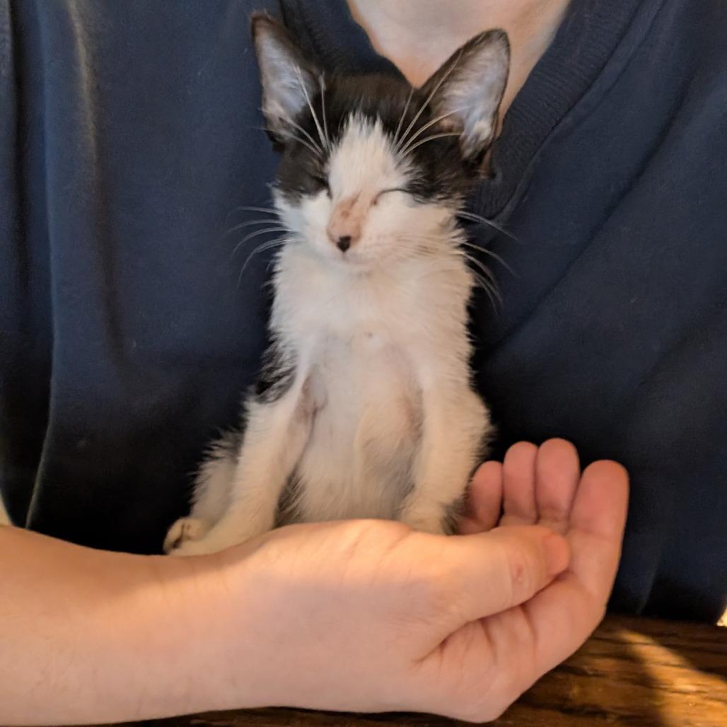 Enlarge Moxie, a Adoptable Domestic Short Hair in Fort Worth, TX image 4/5