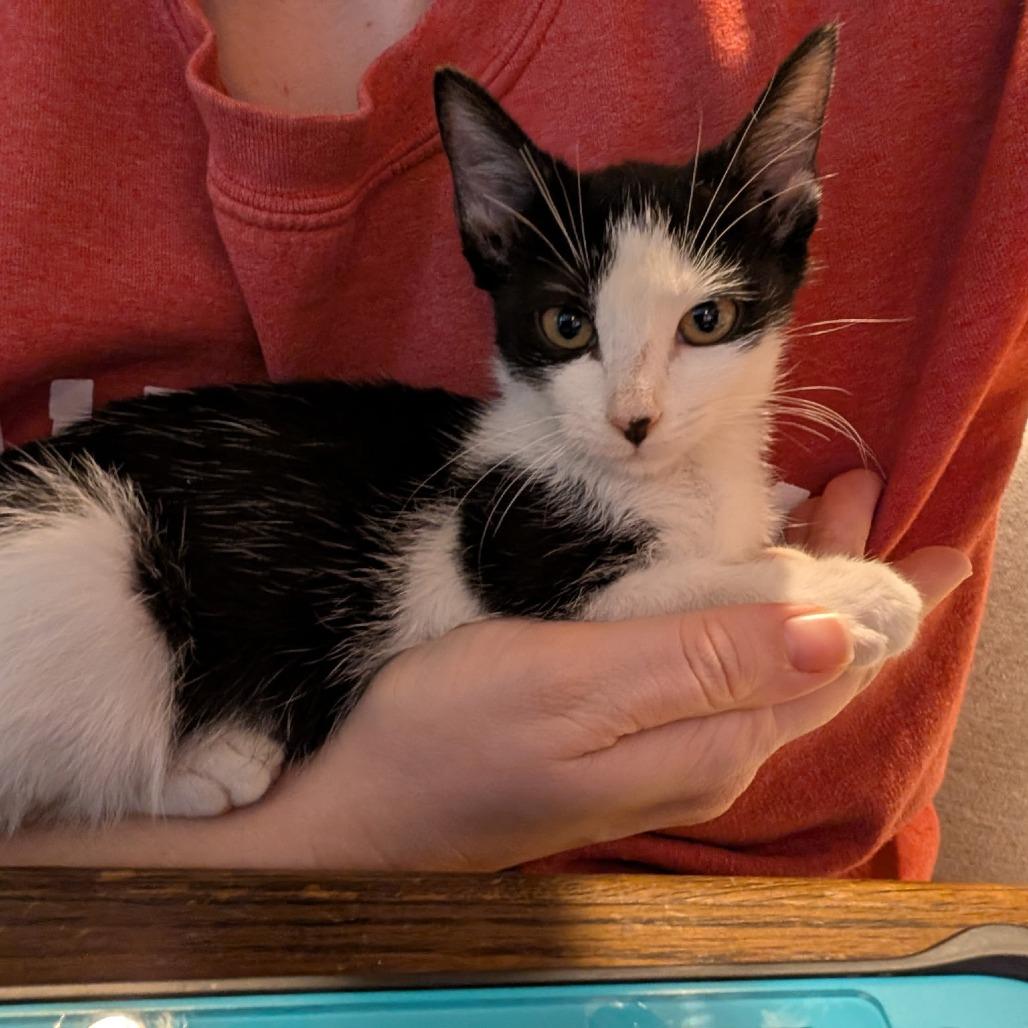 Enlarge Moxie, a Adoptable Domestic Short Hair in Fort Worth, TX image 1/5