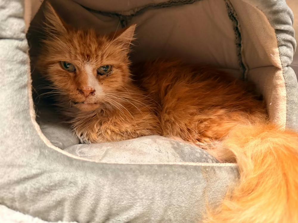 Alister, Adoptable, Senior Male American Shorthair.