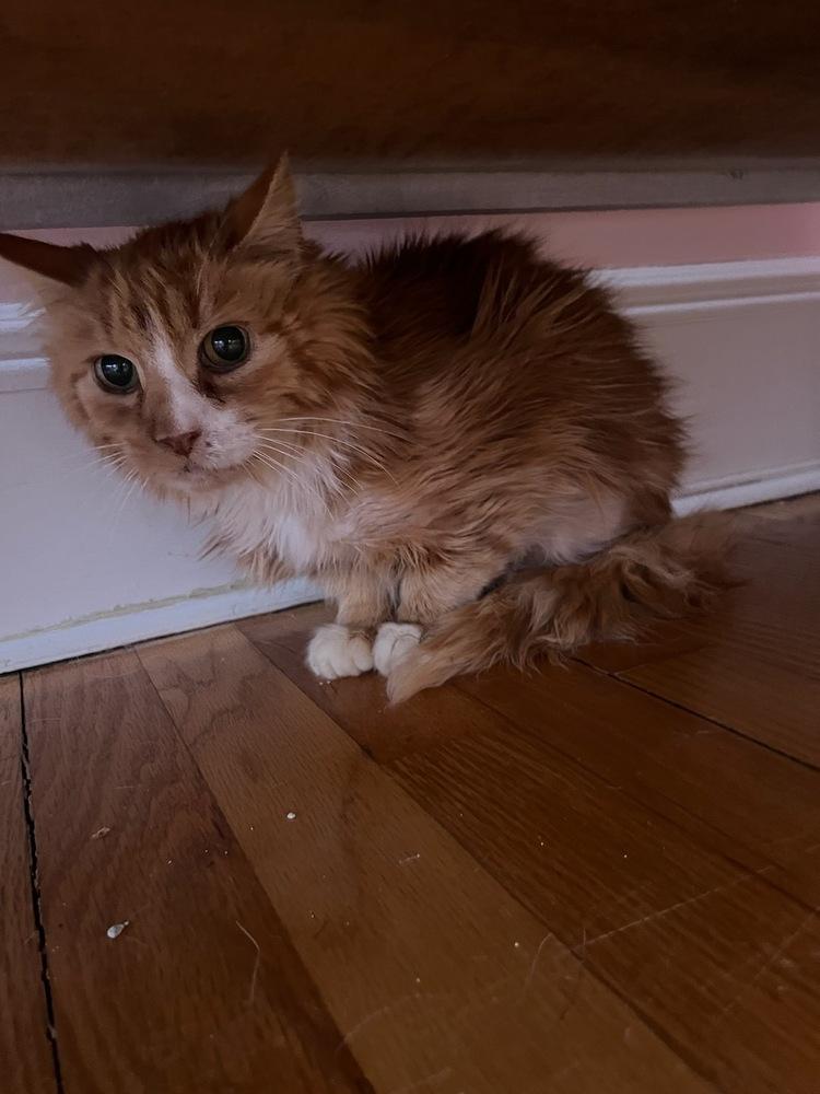 Enlarge Alister, a Adoptable American Shorthair in Westwood, NJ image 2/2