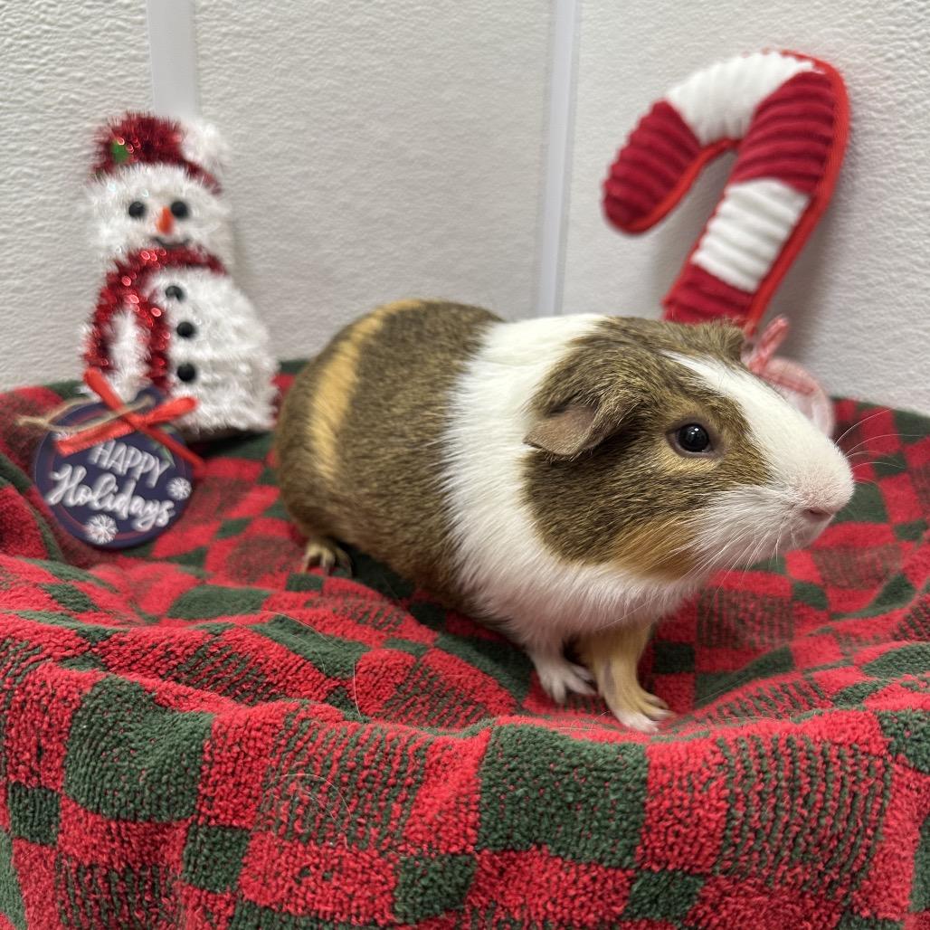Enlarge Perry, a Adoptable Guinea Pig in Clearwater, FL image 1/3