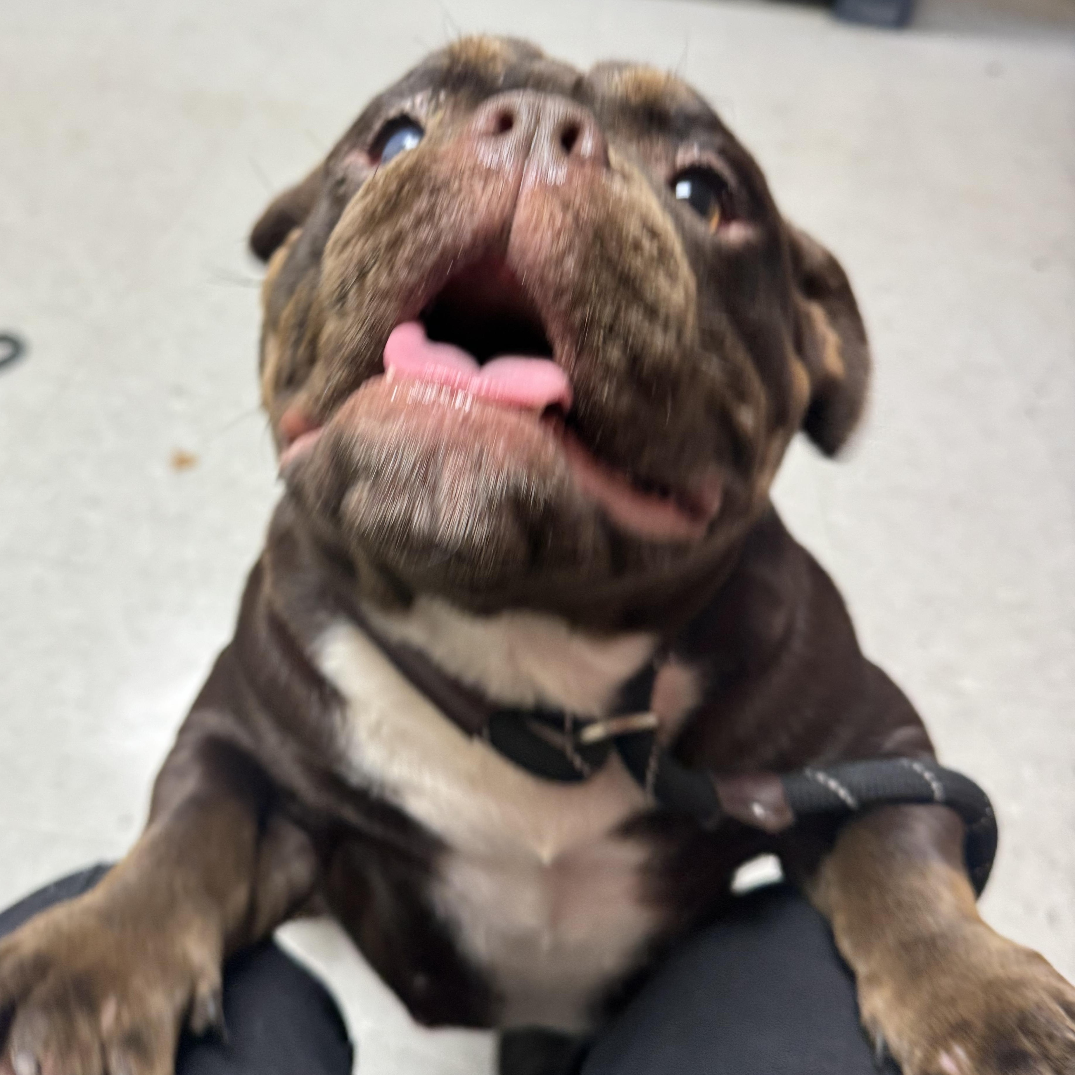 Enlarge Russet & Yukon Gold, a Adoptable Mixed Breed in Cranston, RI image 2/4