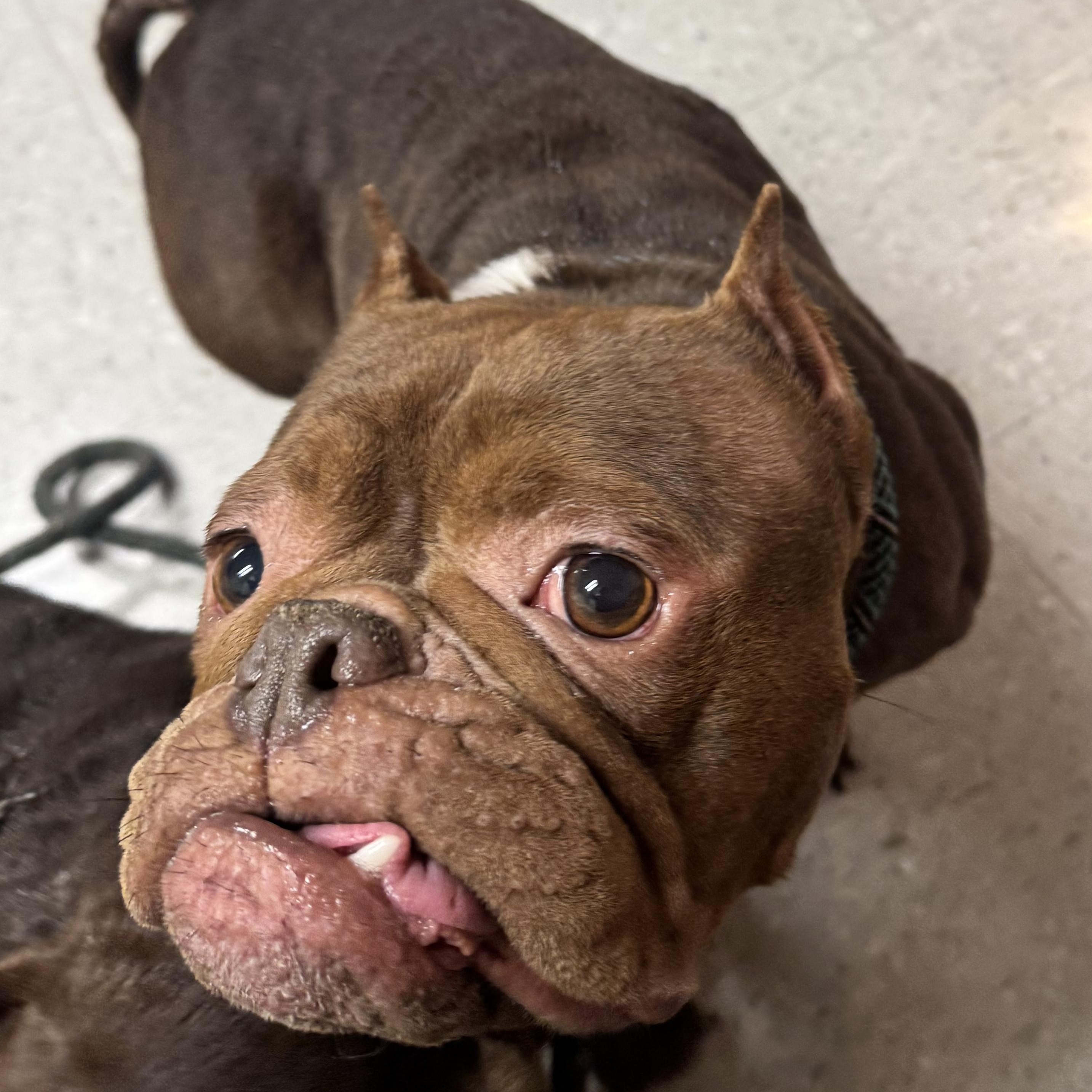 Enlarge Russet & Yukon Gold, a Adoptable Mixed Breed in Cranston, RI image 3/4