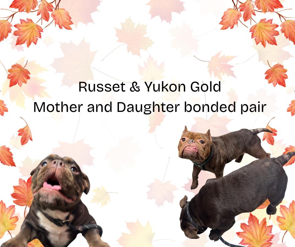 Enlarge Russet & Yukon Gold, a Adoptable Mixed Breed in Cranston, RI image 1/4