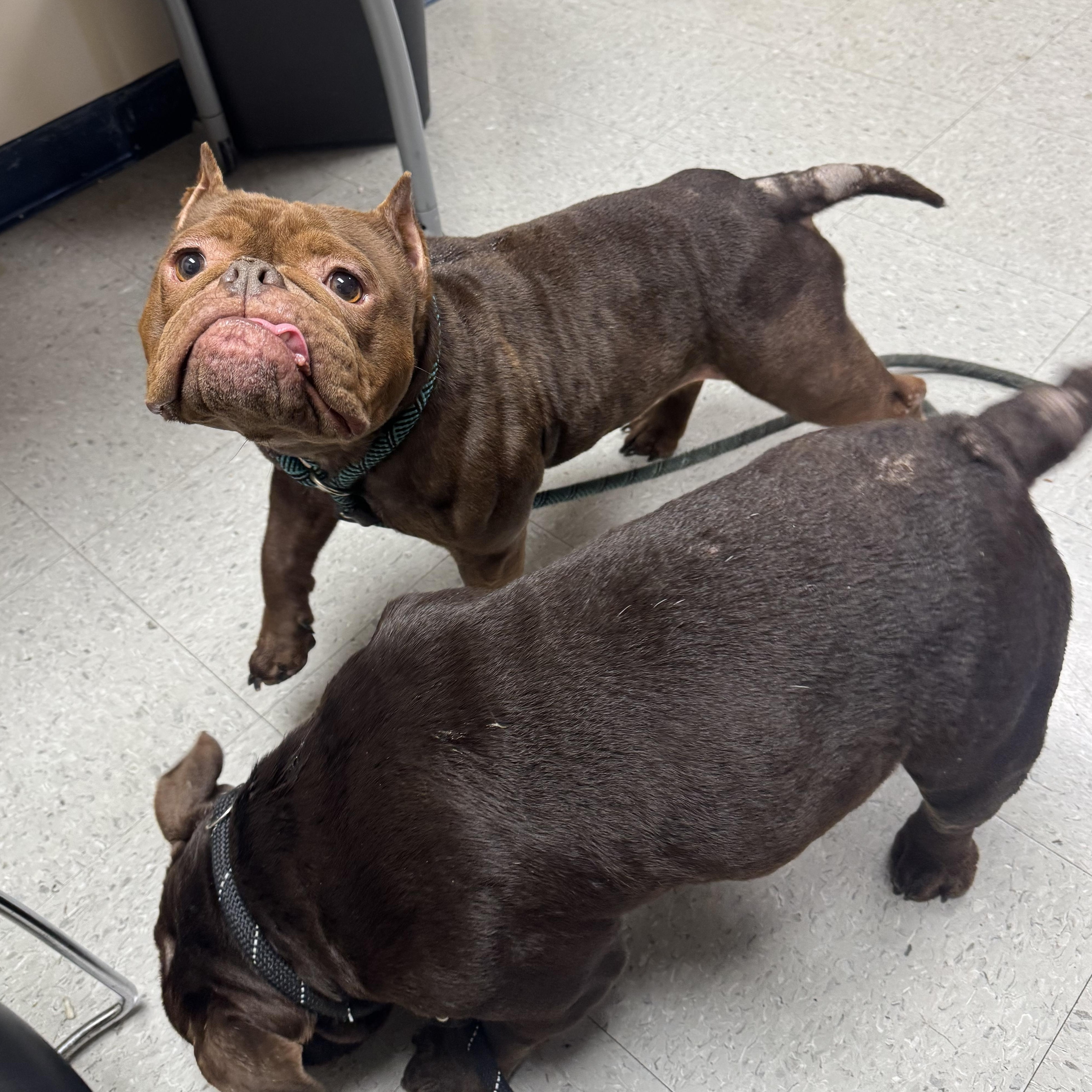 Enlarge Russet & Yukon Gold, a Adoptable Mixed Breed in Cranston, RI image 4/4