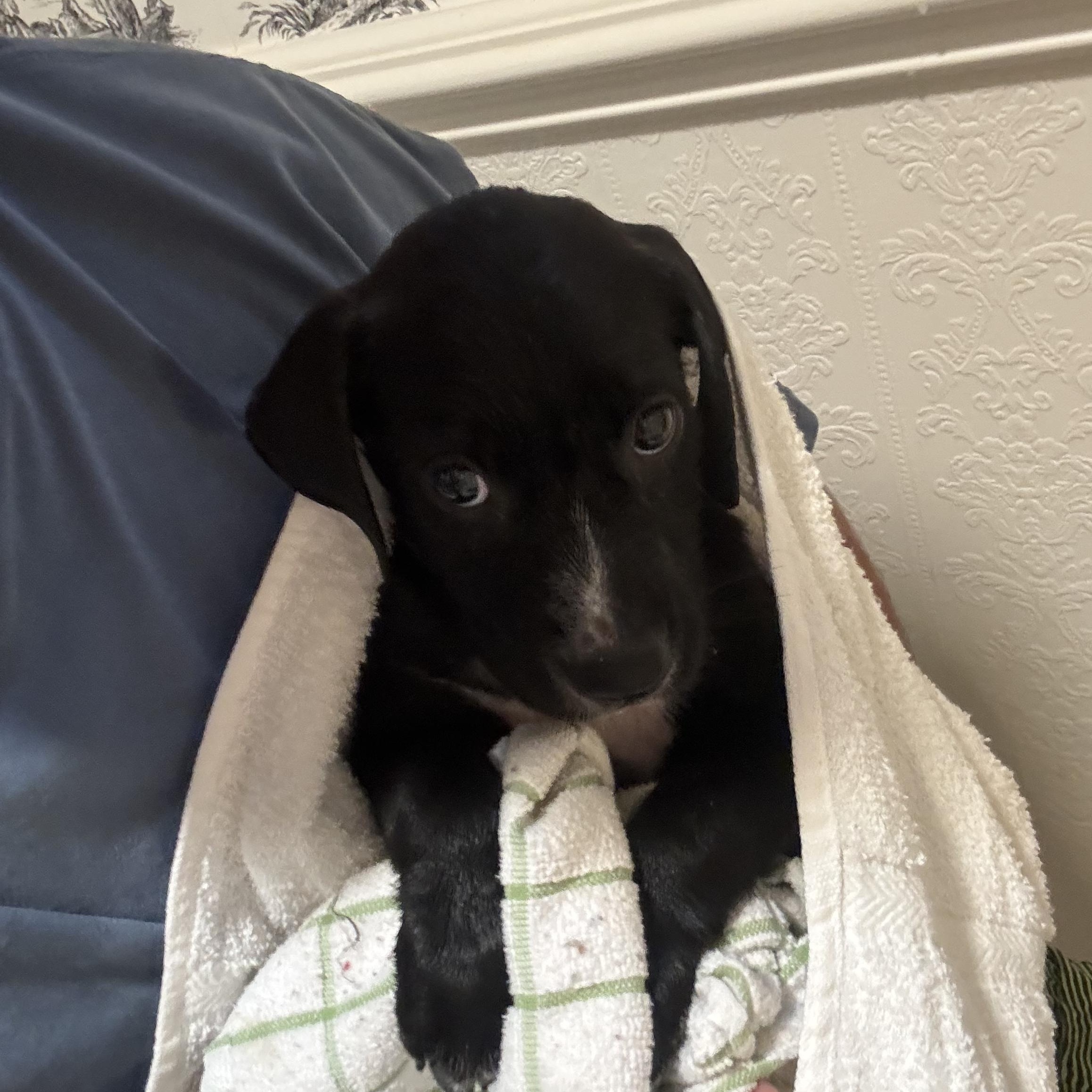 Dolly, Adoptable, Puppy Female Black Labrador Retriever.