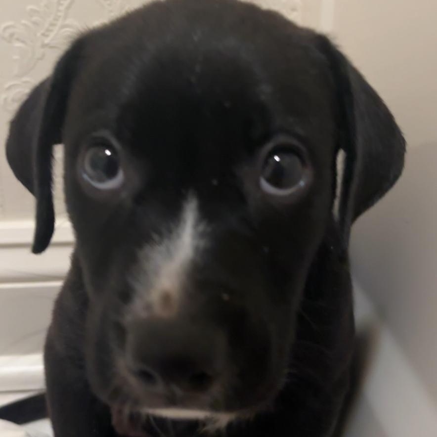 Enlarge Dolly, a Adoptable mixed breed in Orangeburg, SC image 2/3