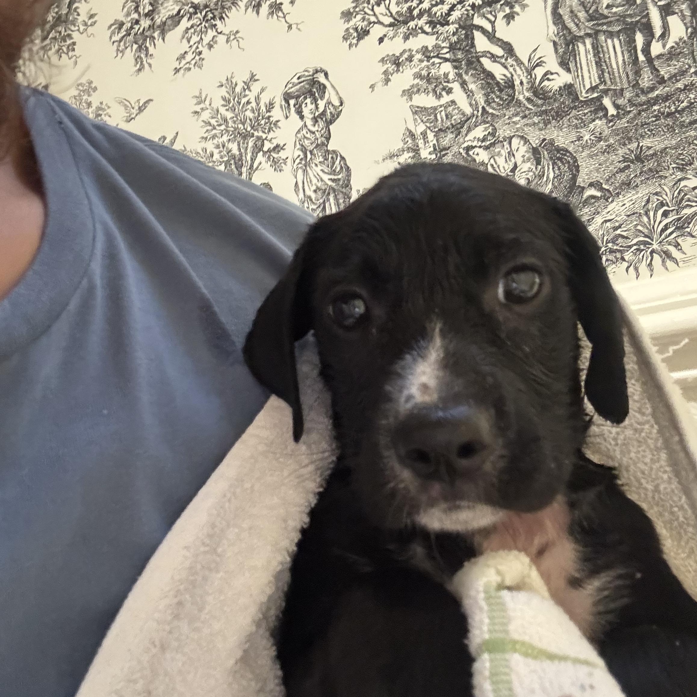 Enlarge Dolly, a Adoptable mixed breed in Orangeburg, SC image 3/3