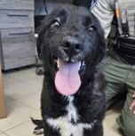 Jesse , ADOPTABLE, Young Female Black Labrador Retriever.