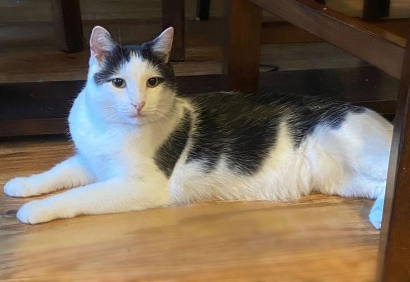 Cowboy, a Adoptable Domestic Short Hair in Ball Ground, GA image 1/3