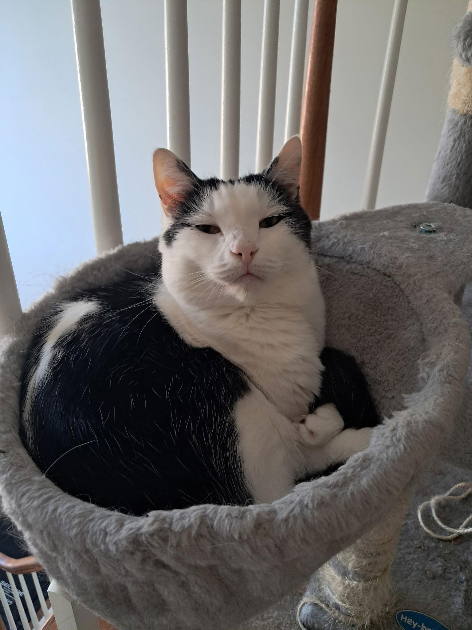 Cowboy, a Adoptable Domestic Short Hair in Ball Ground, GA image 2/3