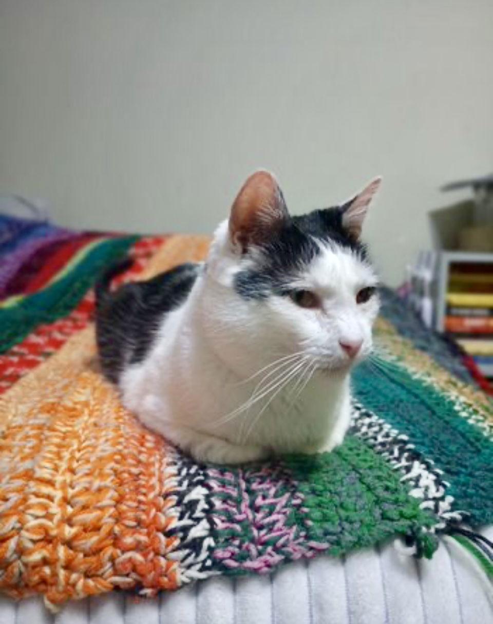 Cowboy, a Adoptable Domestic Short Hair in Ball Ground, GA image 3/3