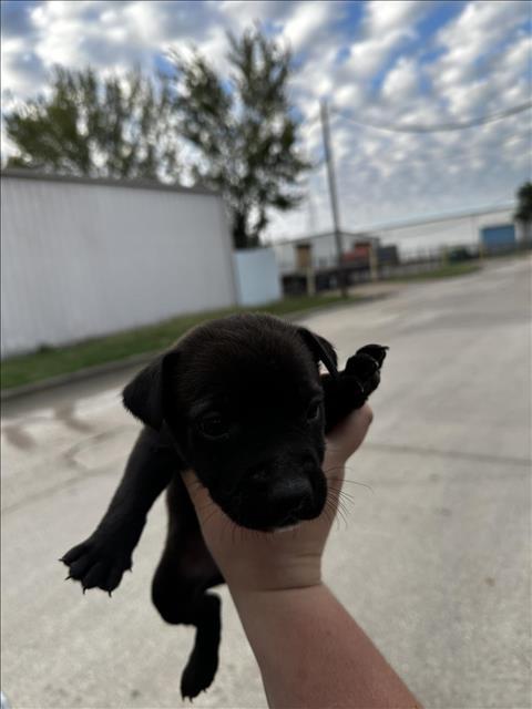 02/KOLBE, Adoptable, Young Male Pit Bull Terrier.