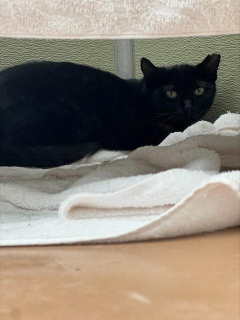 MAUDE, Adoptable, Young Female Domestic Short Hair.