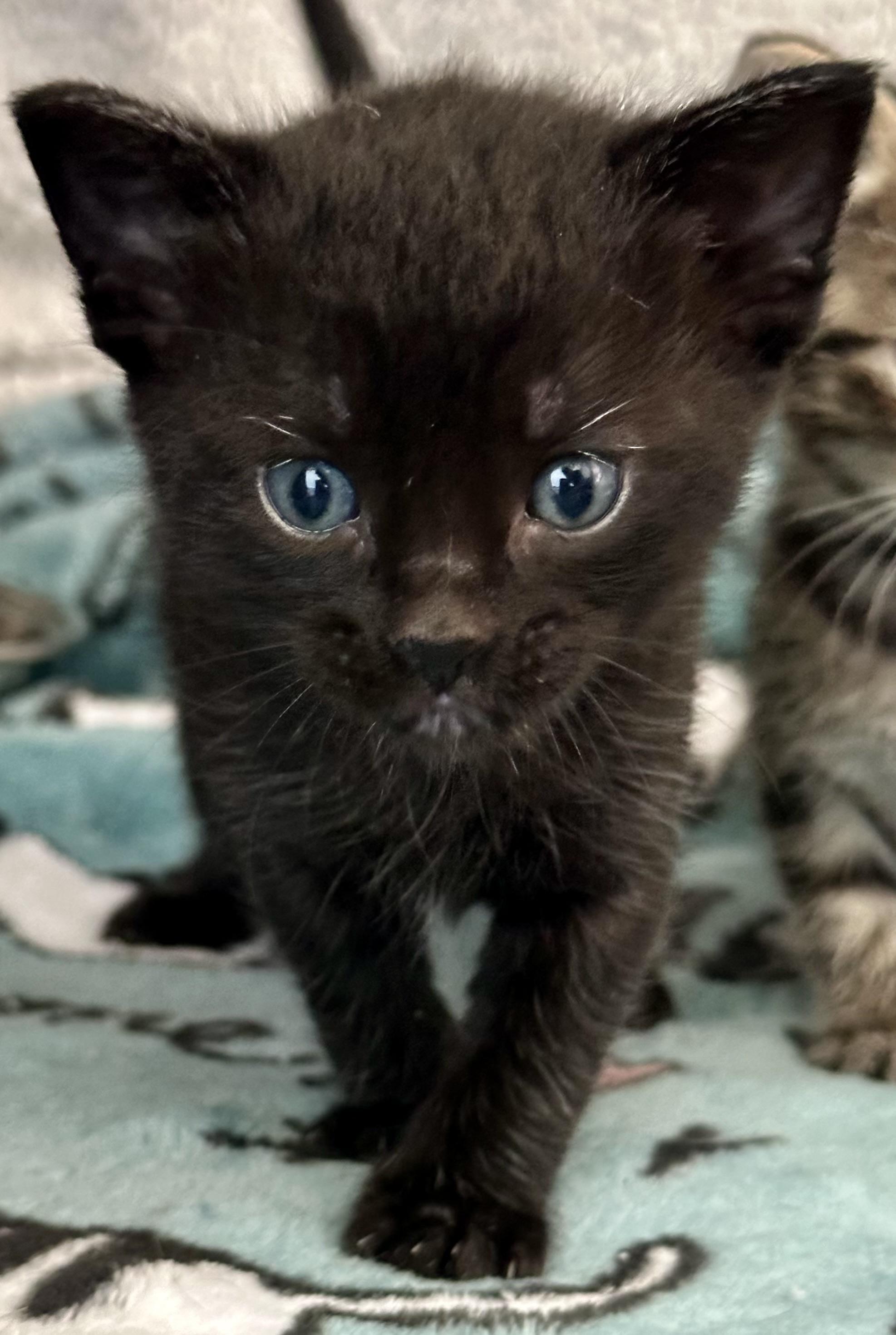 Lady Bug (Yellow collar), a Adoptable Domestic Short Hair in Houston, TX image 1/2