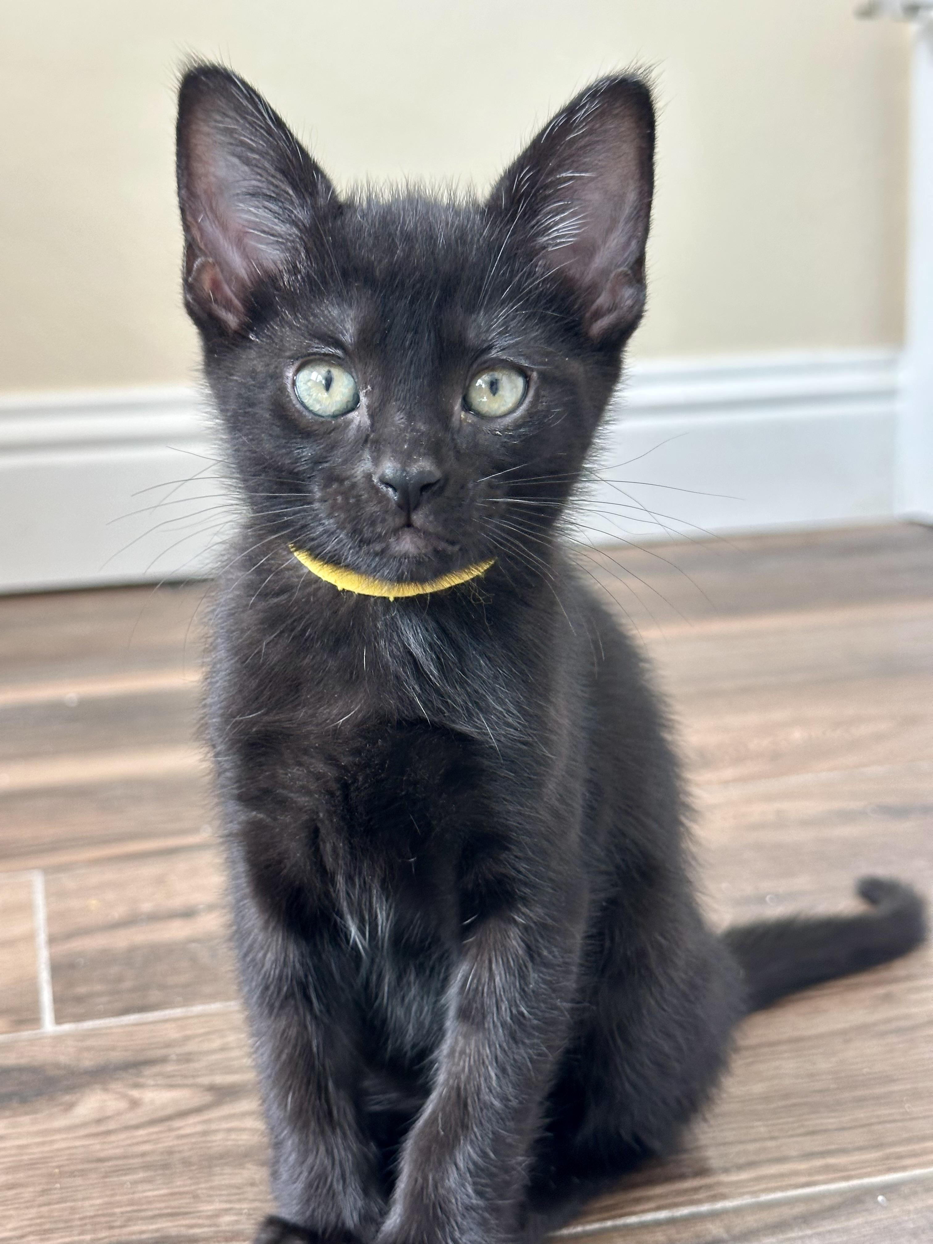 Lady Bug (Yellow collar), a Adoptable Domestic Short Hair in Houston, TX image 2/2
