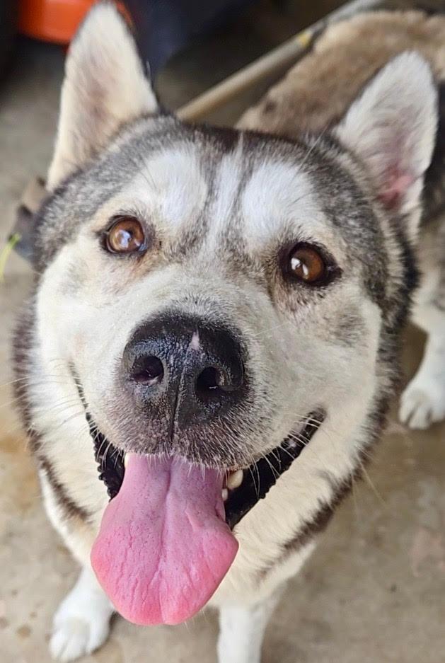 Enlarge Kota, a Adoptable mixed breed in Cypress, TX image 1/3